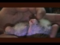 Baby Cockatiels Baby Cockatiels