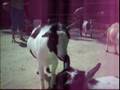 Evil goats of death.