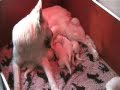 Zwitserse Witte Herder pups Jewel of Joy - 2 weken oud -