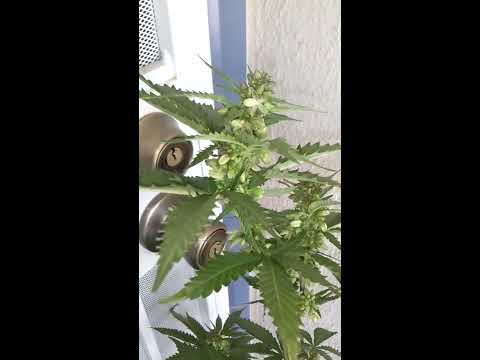 how to harvest male cannabis plants