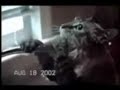 Funny Cats