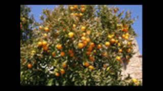 كفرعانة يا بلادي