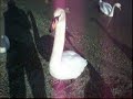 Birds Are Jerks