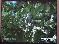 Crysis - GDC06 Tech Demo