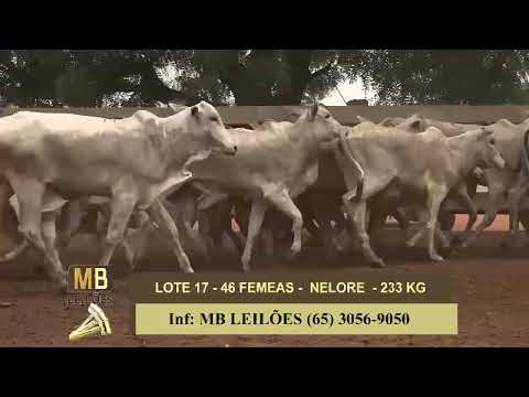 1� LEIL�O VIRTUAL FAZENDA NAYARA & CONVIDADOS