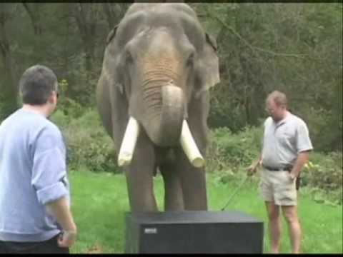 5 Ton Elephant crushes speaker cabinet