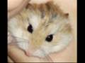 videos de Ann-Believable - Teele
