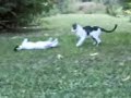 gatti che giocano