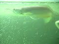 my babies arowana