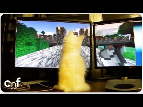 Adorable Kitten Plays Minecraft