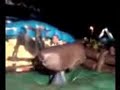 pos varias tentativas gordo leva coice de toro mecanico e mostra o cofrinho