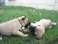 kangal dog kangal dog