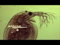 Daphnia (Pulga de Agua)