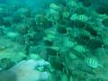 videos de Swimming with Fish Proof