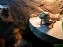 Pogona repas raisin Pogona repas raisin