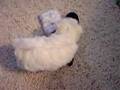 exquisite puppies maltese puppies