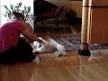 Juquinha, a lovely Havanese pet Juquinha, a lovely Havanese pet