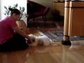Bichón Habanero video