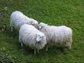 Das grosse Schaf-Rennen Das grosse Schaf-Rennen