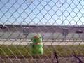 Campin' Froggy Goes To 50th Daytona 500 Part 1