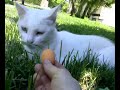 Mi gata no le gusta los n�speros :*(
