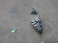 take a bite out of a pigeon