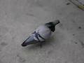 take a bite out of a pigeon