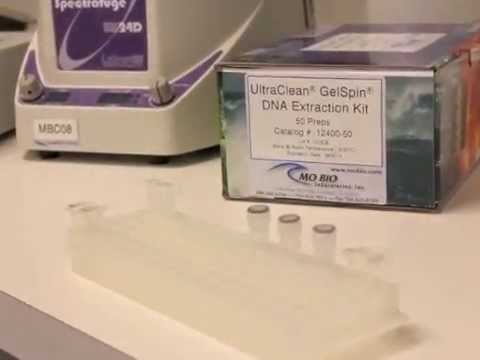 how to recover dna from agarose gel