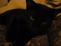 Sleepy kitty is sleepy. Sleepy kitty is sleepy.