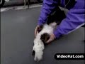 panda dog