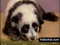 Foto v�deo