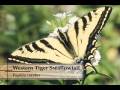 Down To Earth - Butterfly Plants