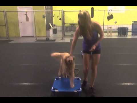 how to properly socialize a dog