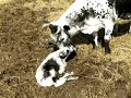 A Randall Cow And Calf