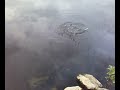 Redfin on a minnow