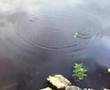 Redfin on a minnow