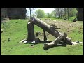 Click here to watch this video Lion cubs, olive baboons