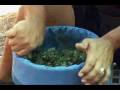 bubble bag hashish from shake leaf or bud  part 2 of 8 