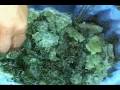 bubble bag hashish from shake leaf or bud  part 2 of 8 