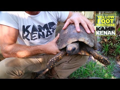 YouTube reptile video
