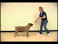 Dog Tricks Sitting Pretty Dog Trick