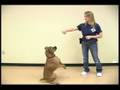 Dog Tricks : Sitting Pretty Dog Trick
