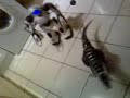Robosapien V2 vs Roboraptor RACE!!