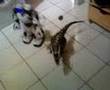 Robosapien V2 vs Roboraptor RACE!!