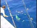 Outer Banks Fishing - Tuna & Dolphin