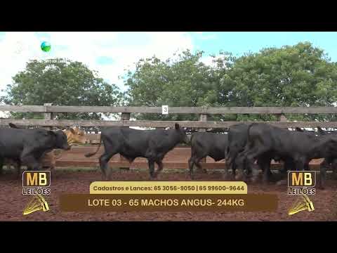 541� LEIL�O VIRTUAL MB LEIL�ES