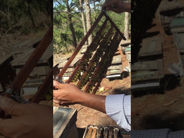 sữa ong chúa thái dương sữa ong chúa thái dương