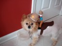 Princess Jewel Halloween Cowboy