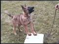 Daantje van 6 tot 11 Weken!