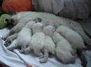 british shorthair babies 6 british shorthair babies 6
